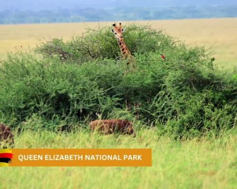 queen elizabeth national park uganda safari