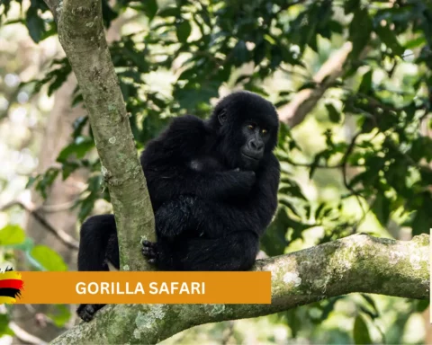 gorilla safari uganda