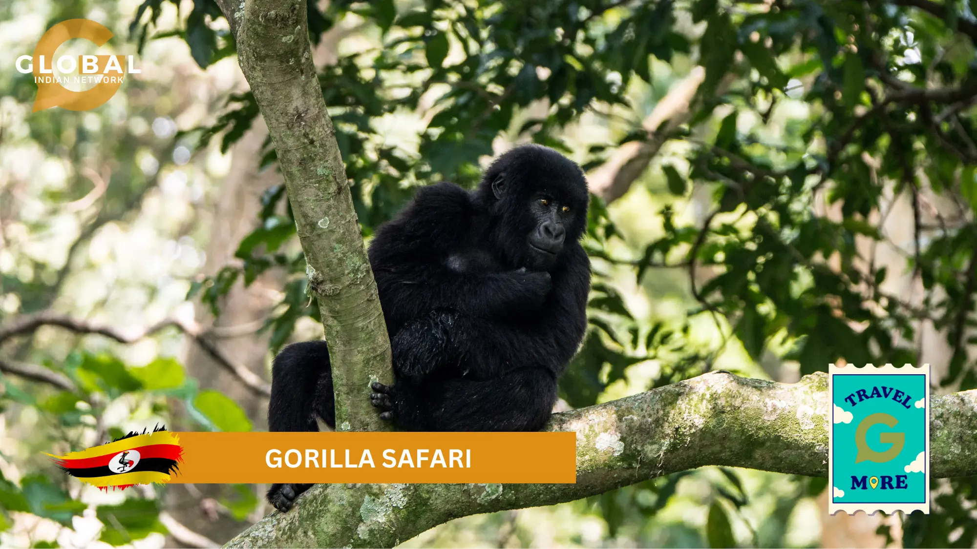 gorilla safari uganda