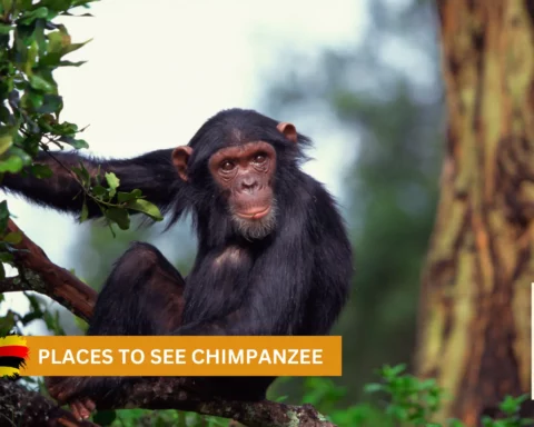 best places to see chimpanzees in Uganda