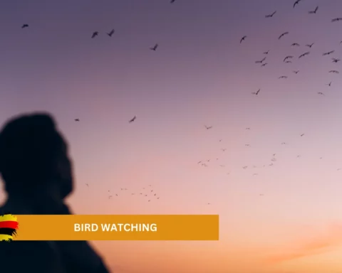 bird watching in uganda