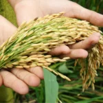 Bioengineering for Food Security