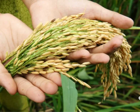 Bioengineering for Food Security