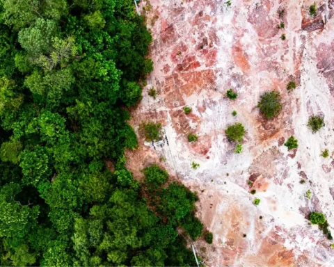 EU’s anti-deforestation rules