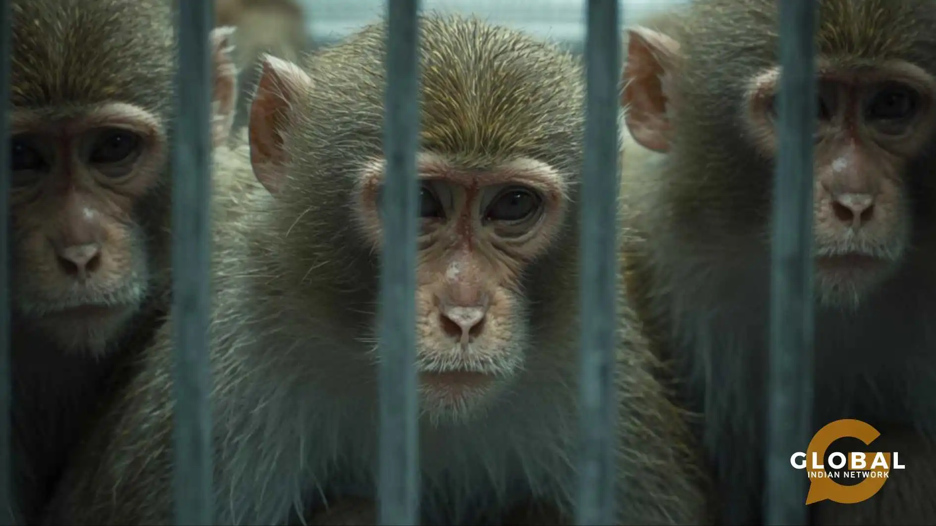 animals used in experimental pharmacology