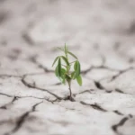 climate-resilient