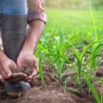 farming system and sustainable agriculture