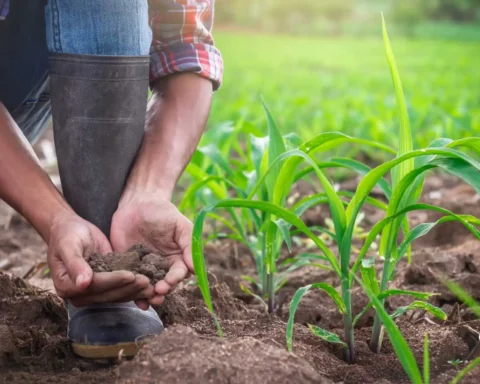 farming system and sustainable agriculture