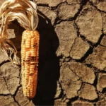 food security